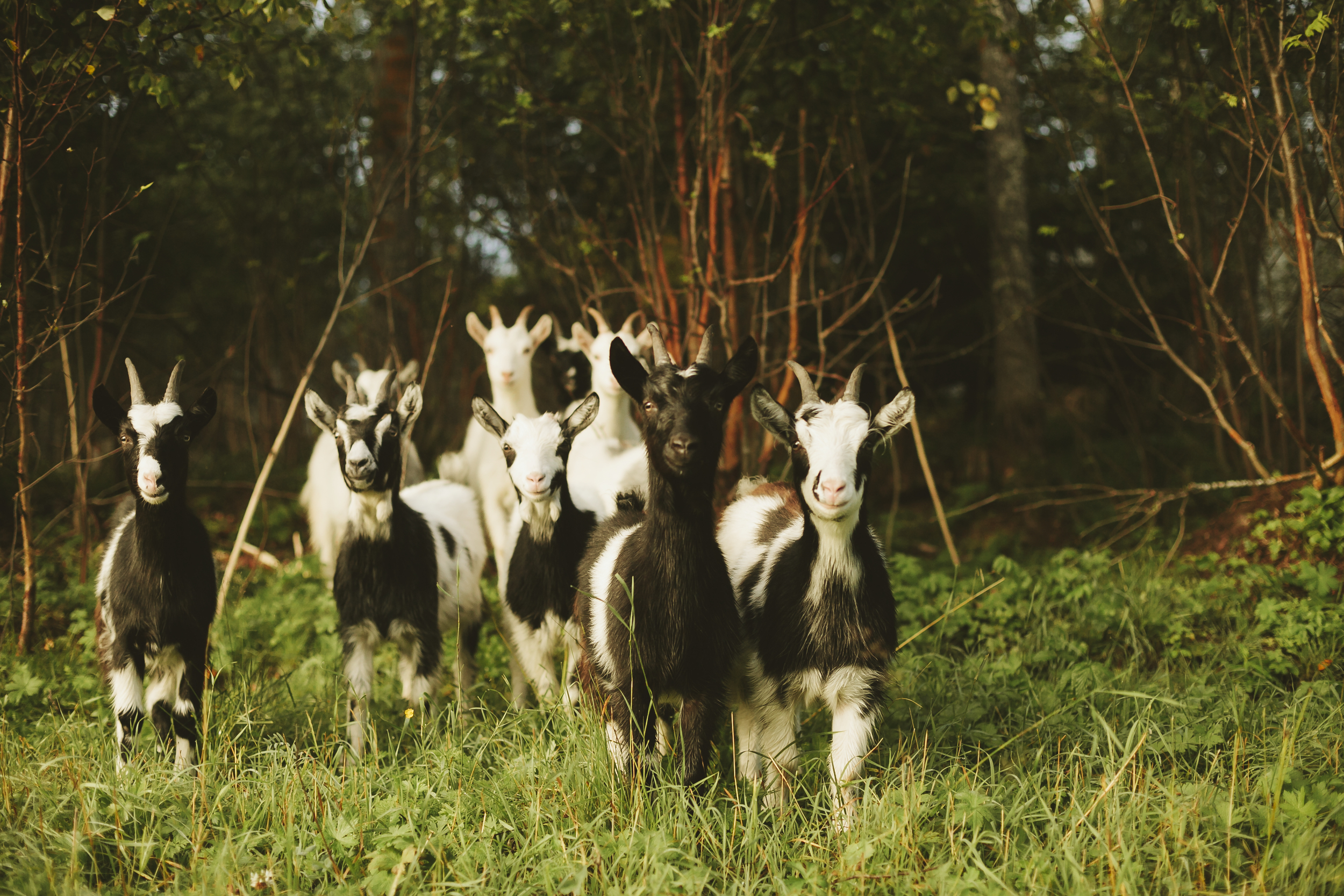 Killingar vid skogsbrynet