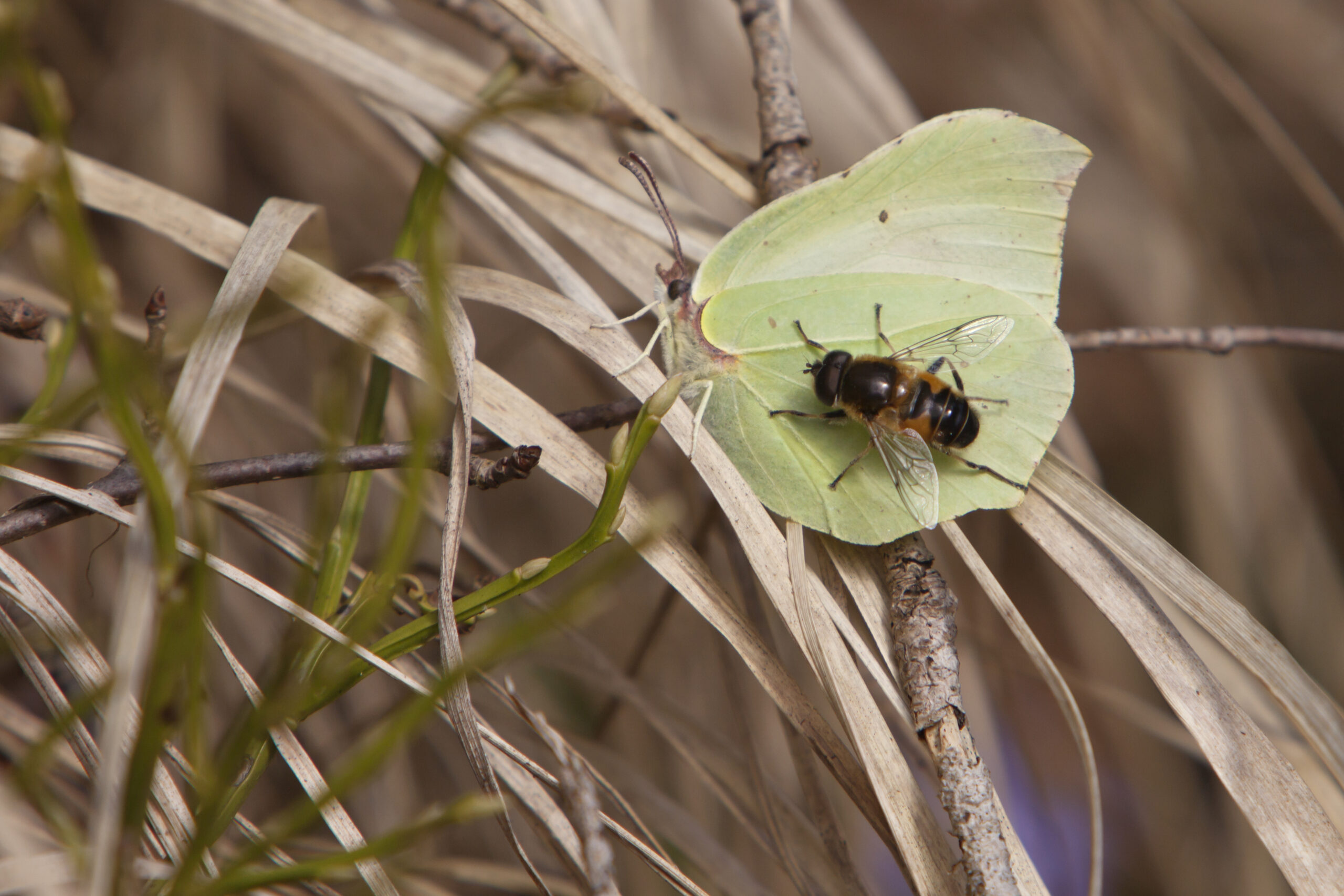 En fluga som landat på en citronfjäril tidigt på våren